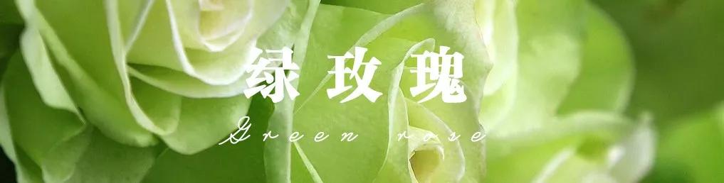 花店常用玫瑰花品种大全,一篇文章带你认识三亚40种花