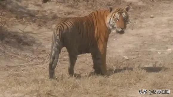 虎王拉贾孩子,虎王拉贾儿子怎么死的