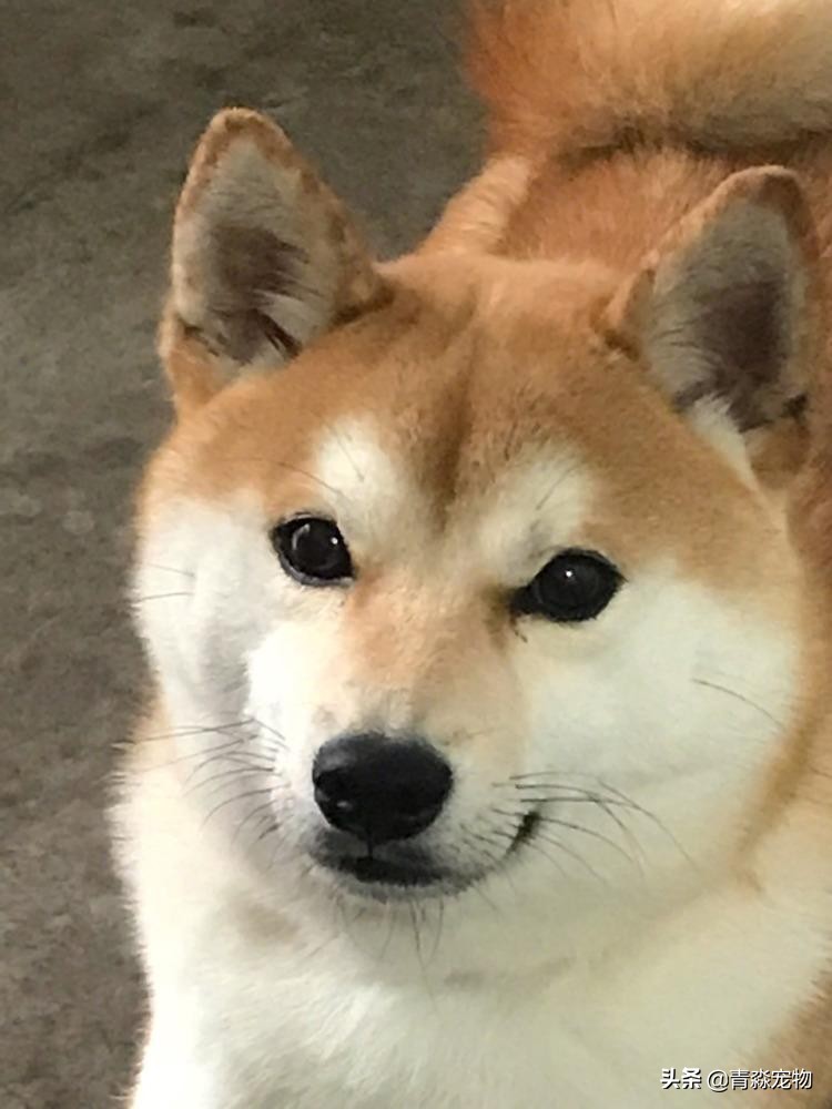 【宠物大学问】狗狗能吃虾吗?