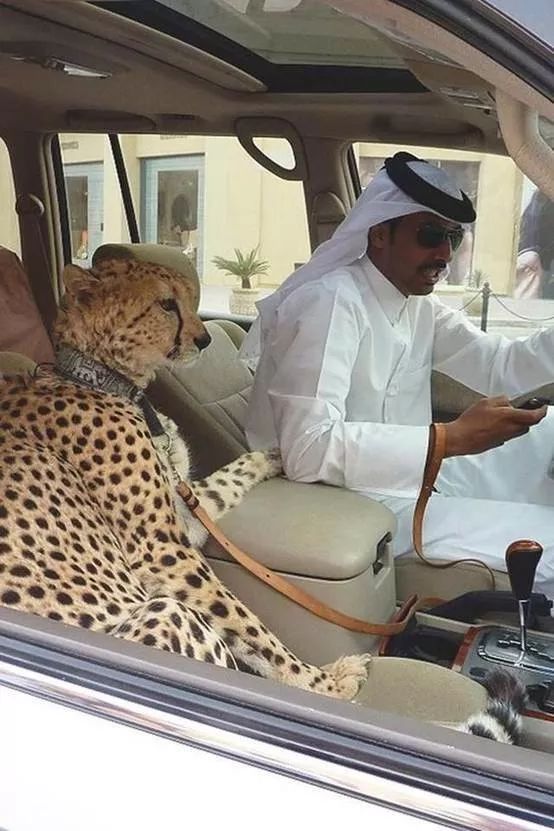 为什么迪拜人有钱,迪拜有多有钱视频