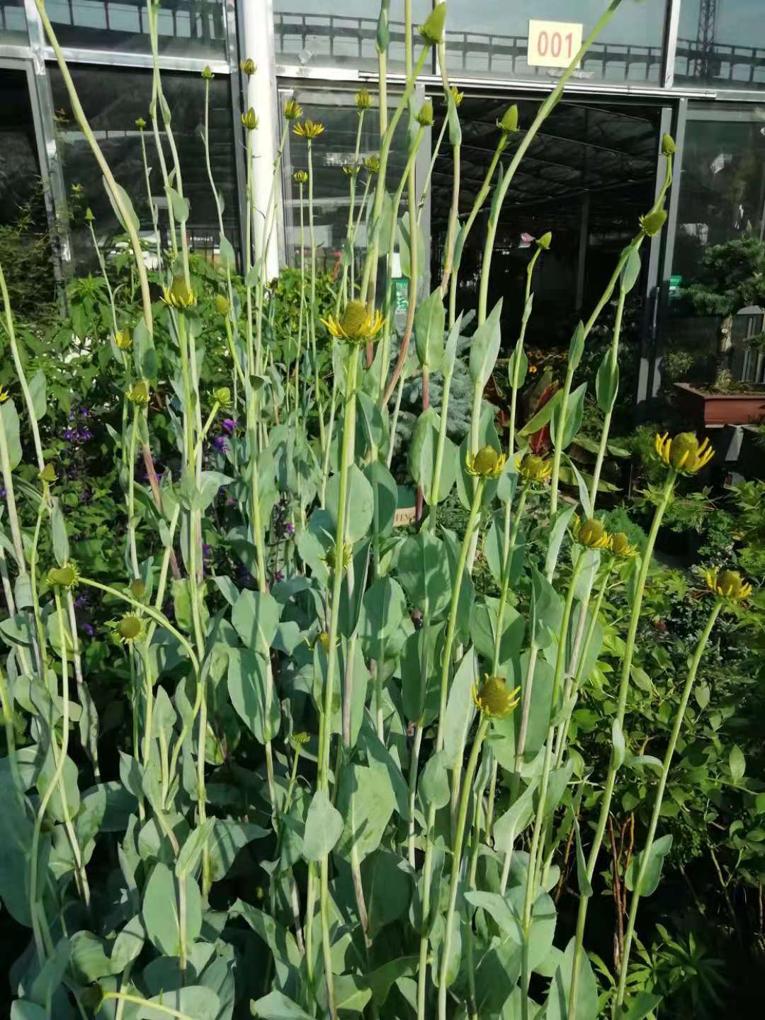 黑色的高帽——大头金光菊