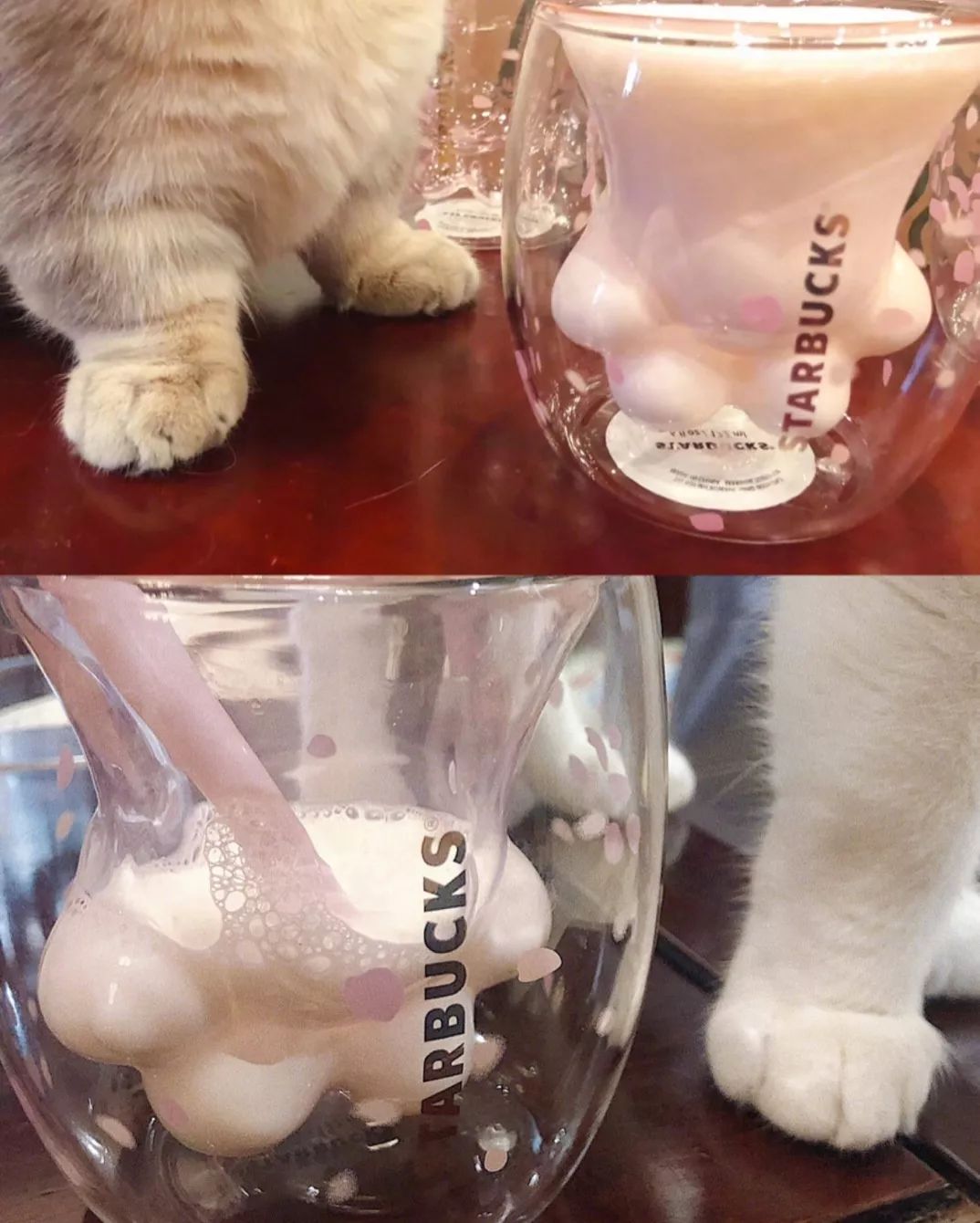 星巴克真香警告：猫爪虽香，小心挠伤