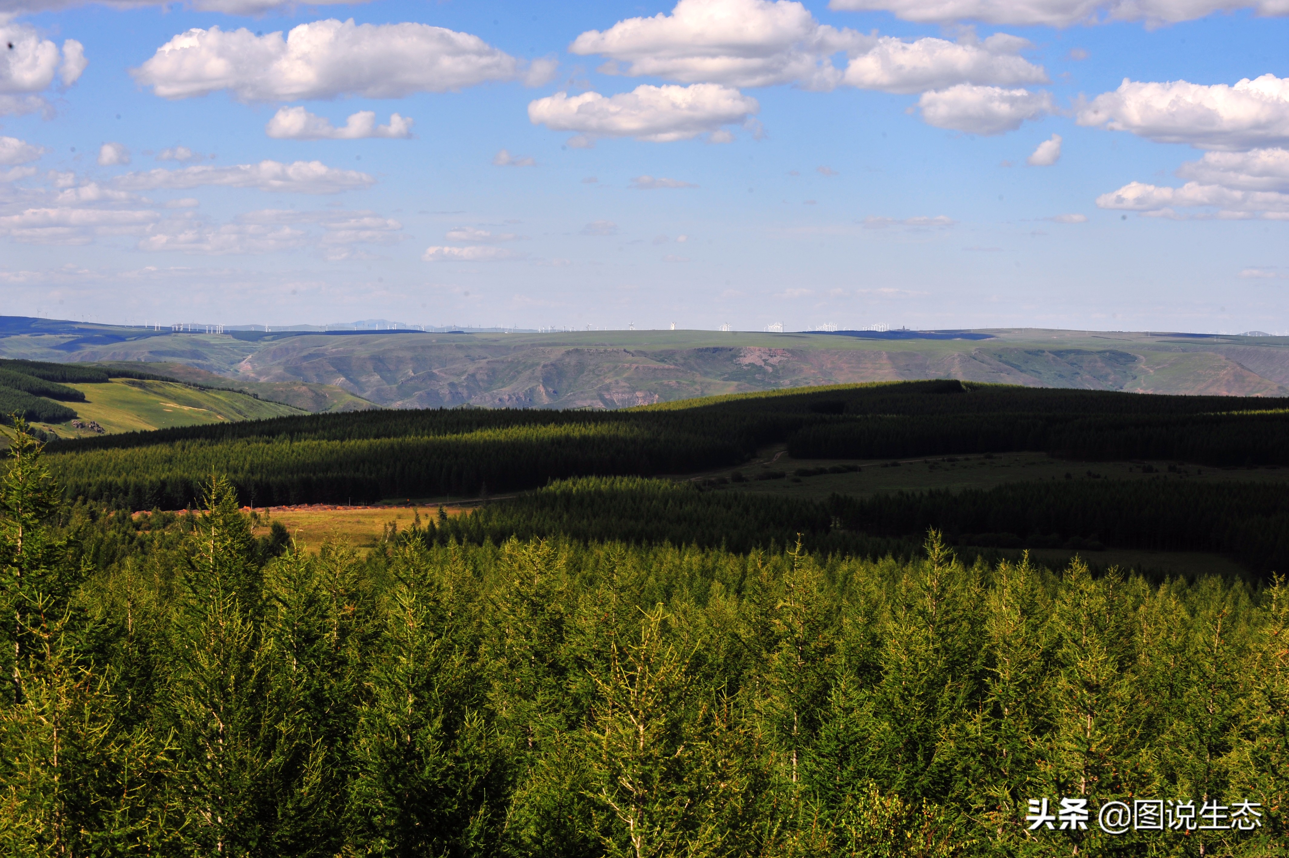 一口气看完塞罕坝全篇,参观塞罕坝有感1000字