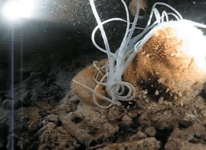 远销日韩，一斤可卖数千元！这条海中名“参”，为啥能卖这么贵？