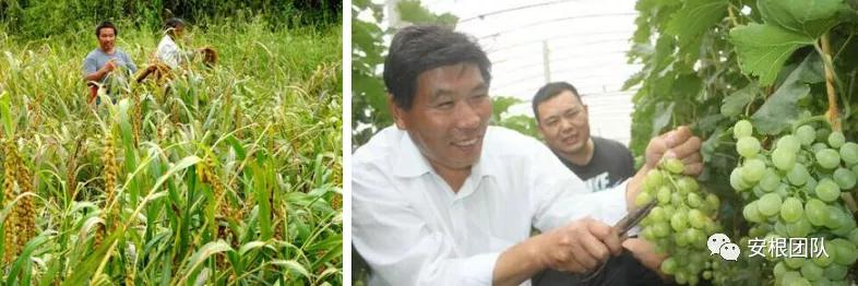 茶农怎么利润最大,茶叶合作社创新思路