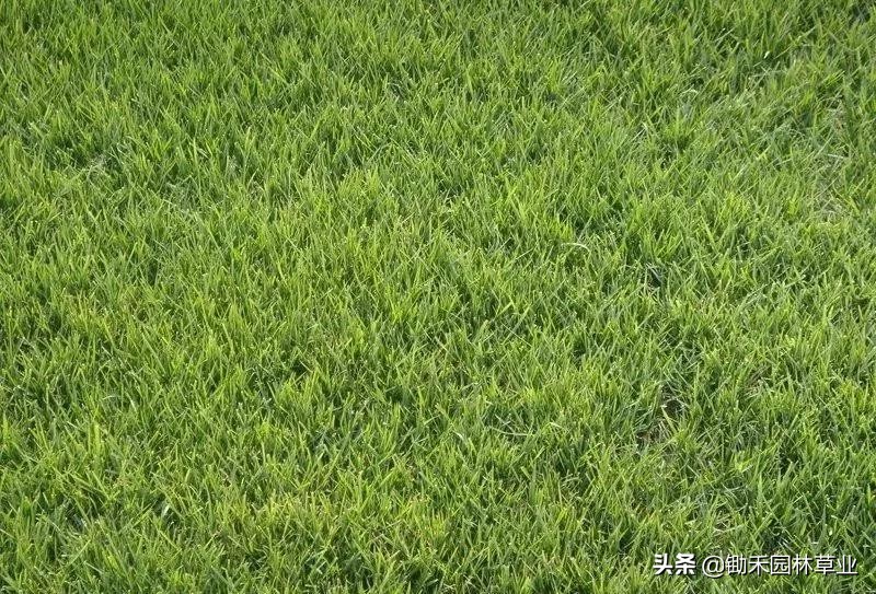 适合盐碱地的植物有哪些,绿化草耐旱品种