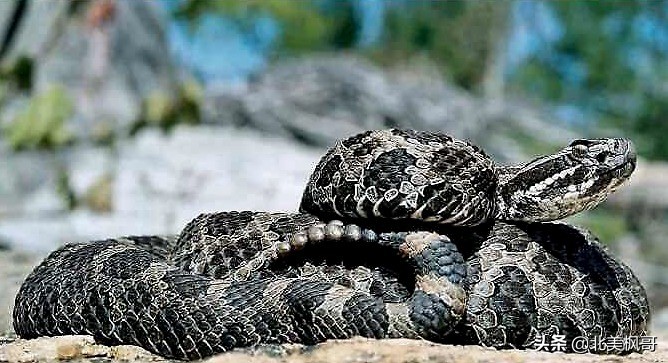 在加拿大最危险的五件事情,加拿大有什么危险动物或昆虫