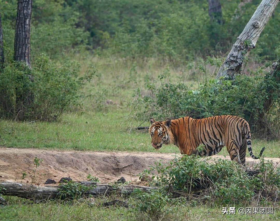虎王拉贾孩子,虎王拉贾儿子怎么死的