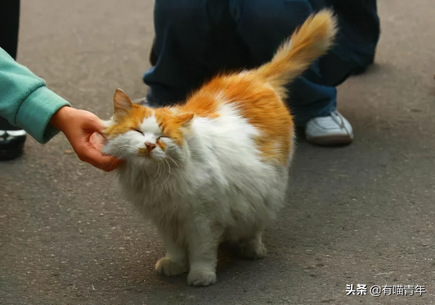 北大猫咪图鉴,中国人民大学猫咪图鉴
