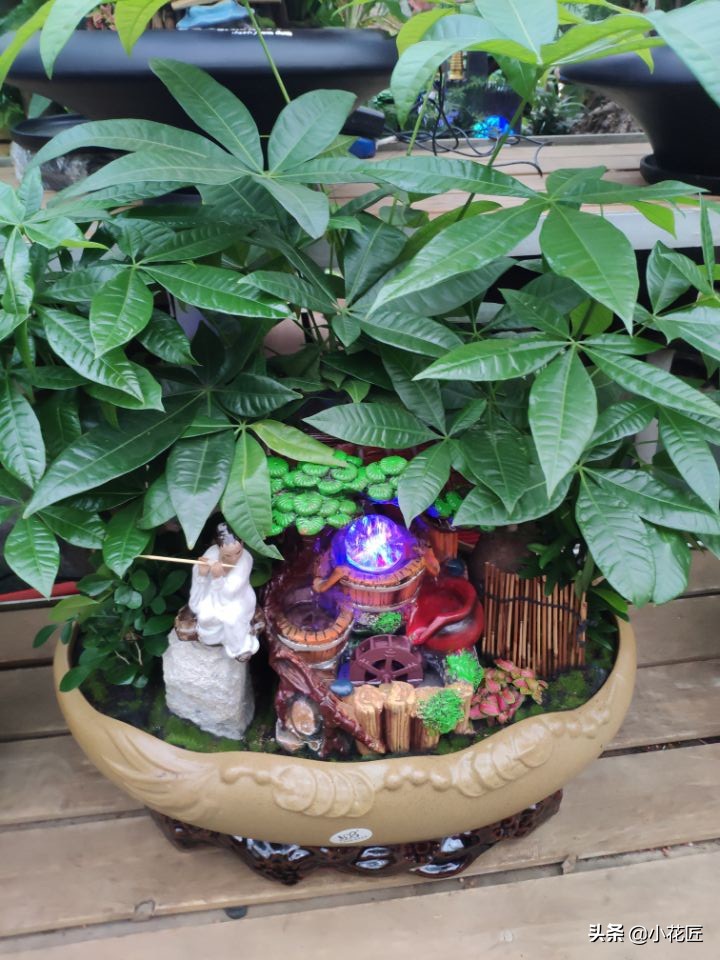 发财树花盆里放泡沫好吗,发财树花盆下部放泡沫吗