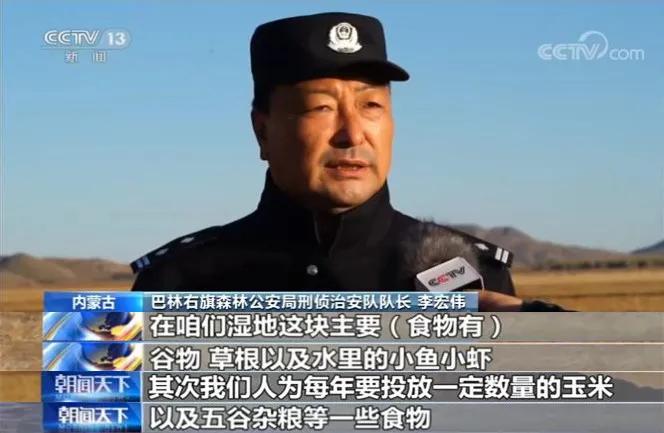 候鸟迁徙的纪录片央视,中国候鸟迁徙视频