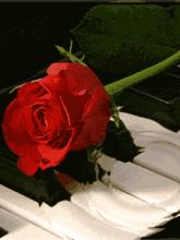 5201314，送你999玫瑰花，祝你爱情甜甜蜜蜜