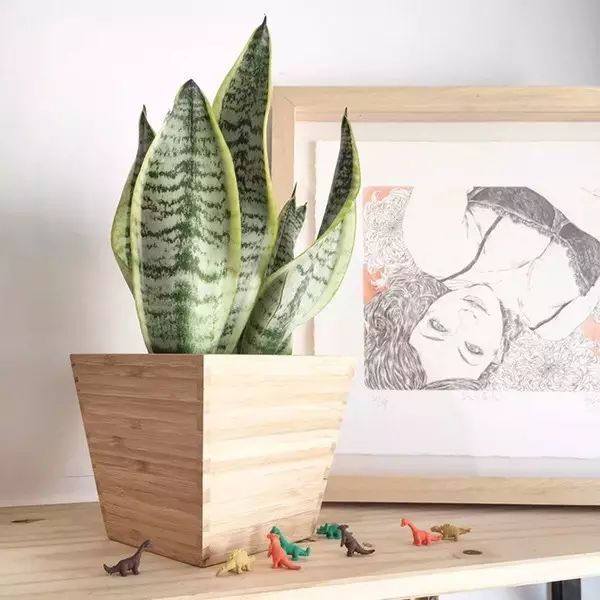 吸甲醛吸苯植物十大排行榜,什么绿色植物吸甲醛和苯