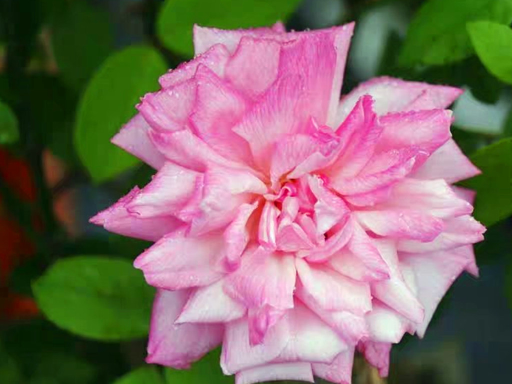 真正四季开花的月季花品种,四季开花月季十大品种