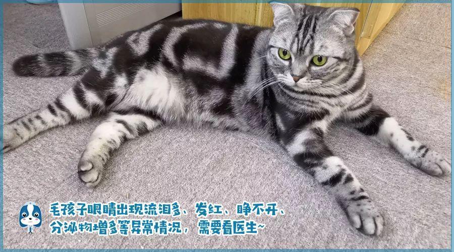 铲屎官请注意什么,铲屎官睫毛