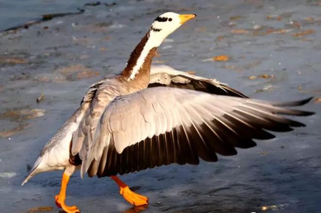 美洲雁养殖方法和注意事项,幼雁怎么养