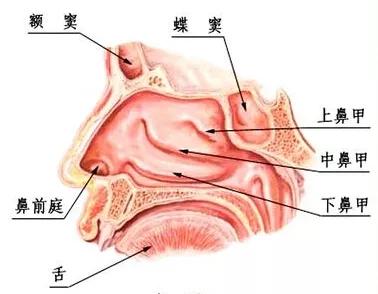 反复流鼻血的正确处理方法,治流鼻血的小妙招