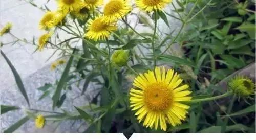 植物小时候和长大的名字不一样,小时候一种类似于甘蔗的植物