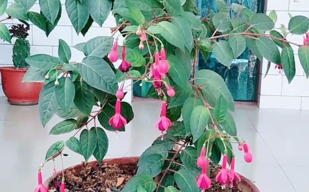 想要倒挂*钟金**不招飞虫？不用农药和烟头水，只要用它就可以搞定