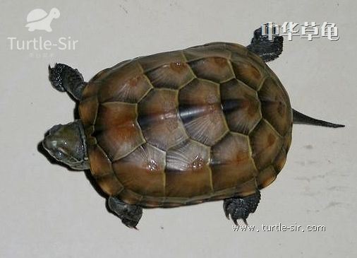 中华草龟和鳖能一起养吗,中华草龟养殖历史