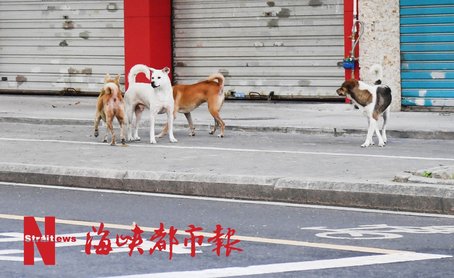 有恶犬的视频,有恶犬可以报警吗