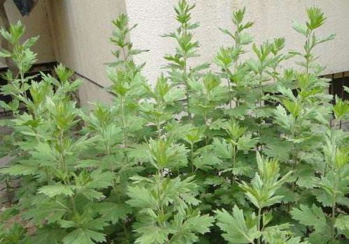 阴道炎的天敌找到了，女性常吃，治疗宫寒，远离手机冰凉