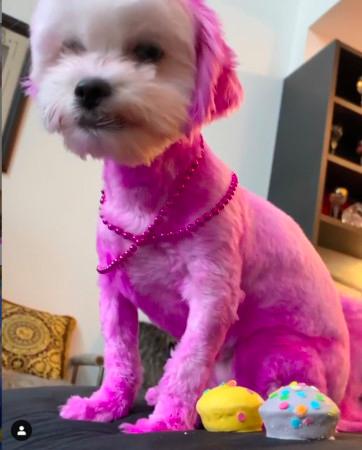 网友爆料女生遭多人虐待,11岁女孩虐待狗狗事件介绍