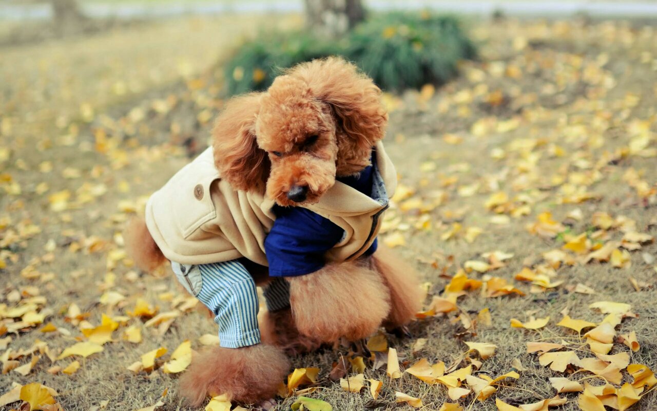 狗狗尿后偶尔滴血点,狗狗尿红色尿液可以洗澡吗