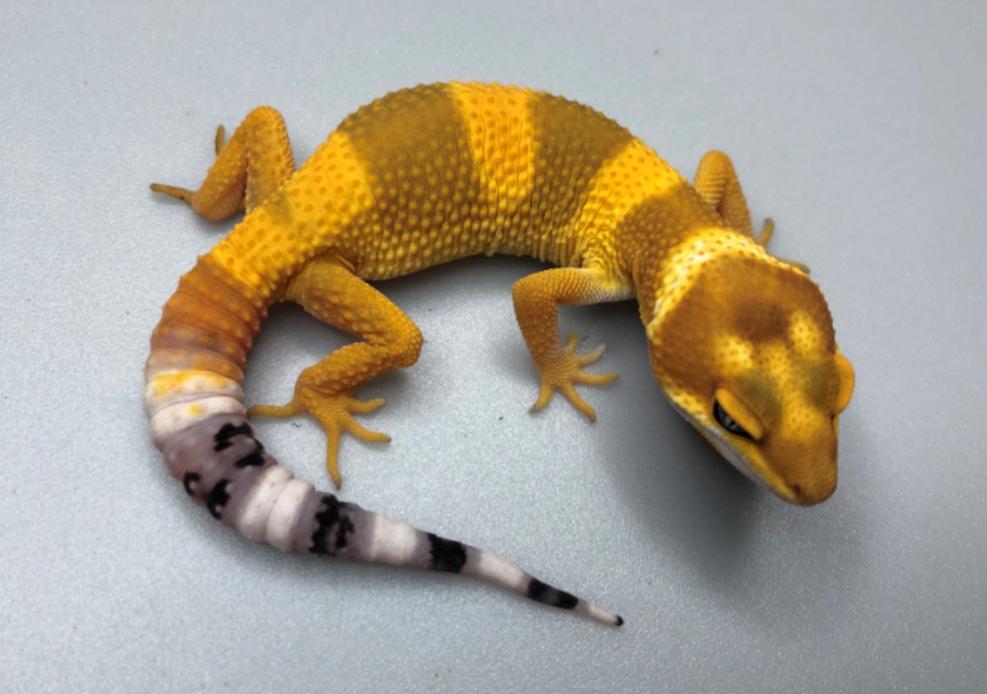 新手如何饲养一只豹纹守宫知乎,如何养好一只豹纹守宫