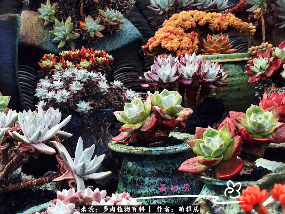 鍒濆啲鏆栭槼鍥寸倝鐓尪,鍐洦鍝佽尪