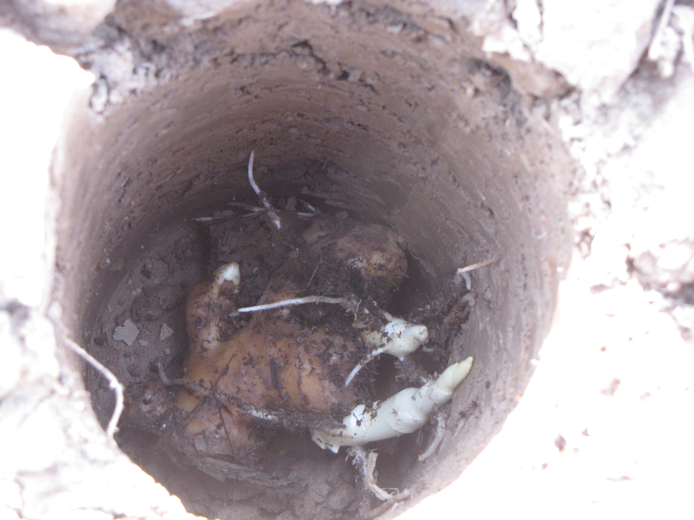 撬窝种植生姜,姜窝种植技术视频