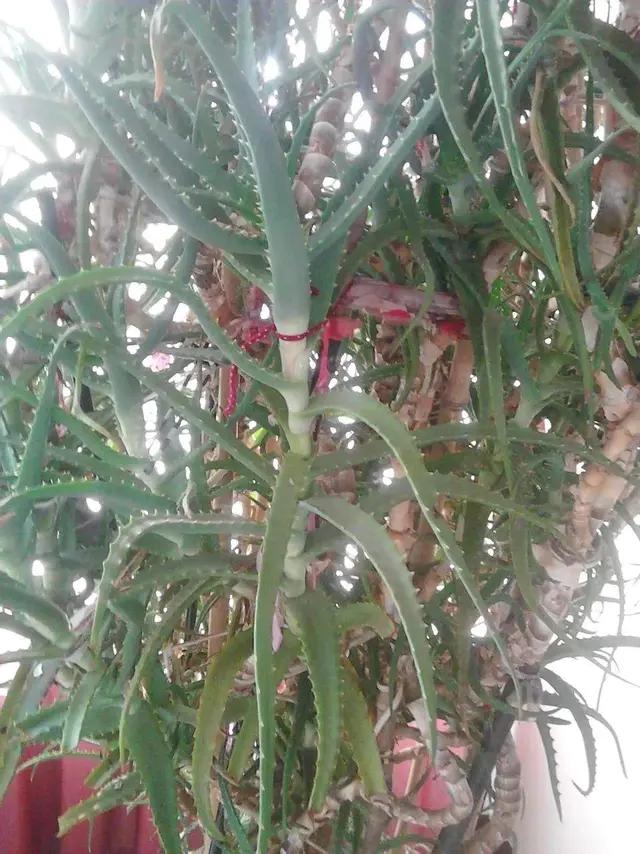 长了二十年的芦荟,龟背竹芦荟