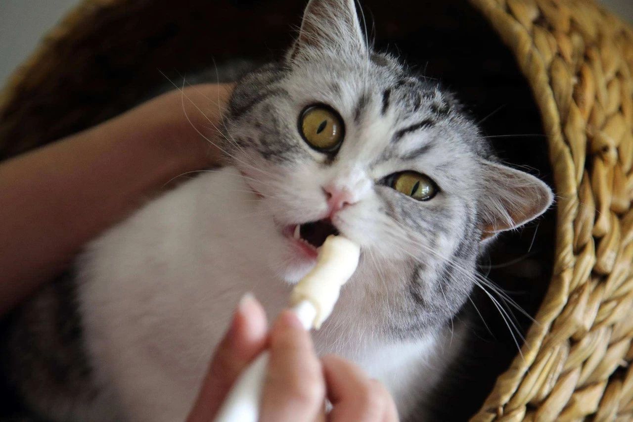 猫咪贫血吃补血肝精多久能好,猫咪有贫血和肾衰能治好吗