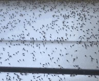 家里蟑螂多用哪种杀蟑办法,家中蟑螂怎么彻底消灭