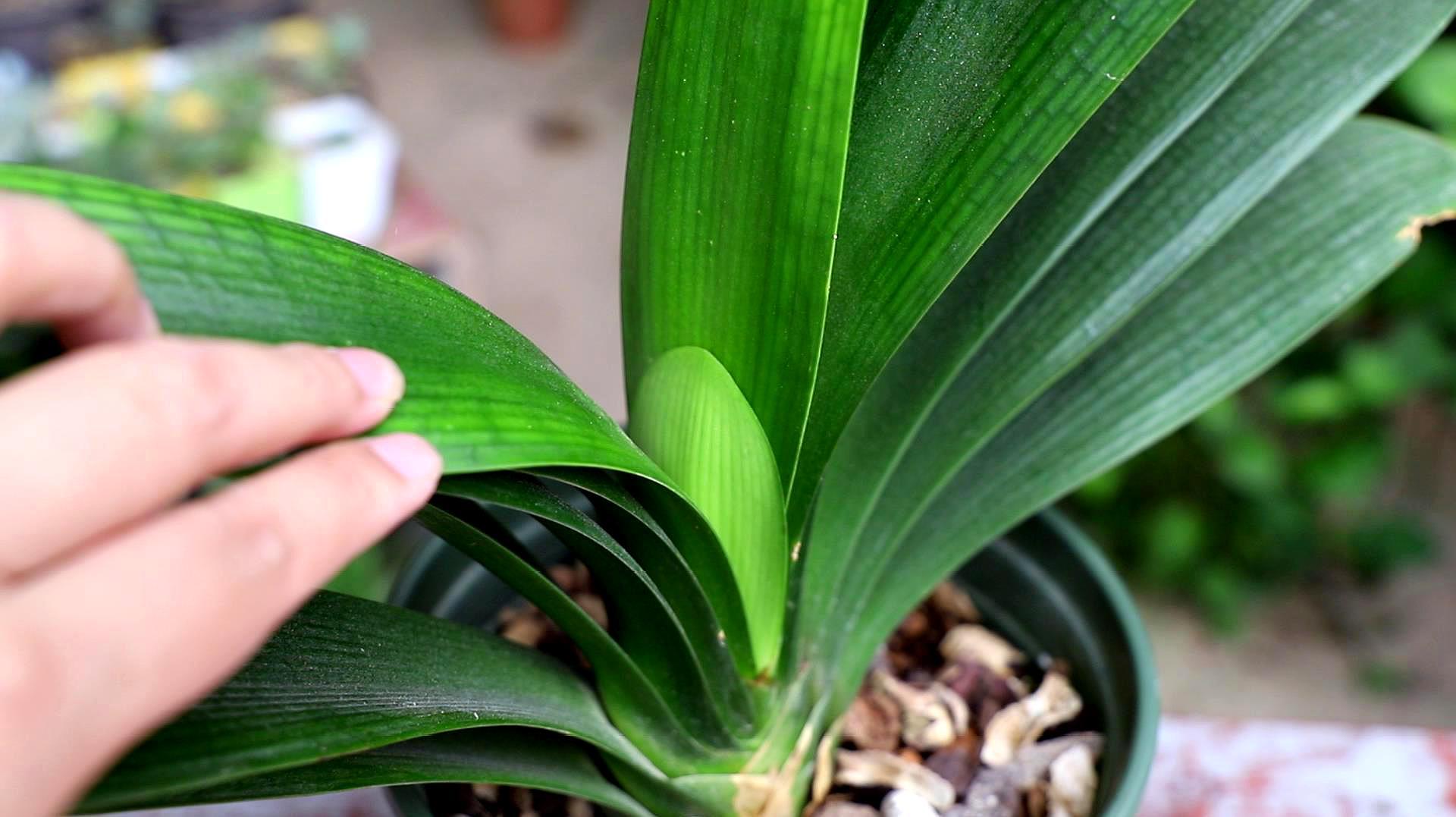 入夏君子兰小苗烂根如何处理,入夏君子兰如何换盆