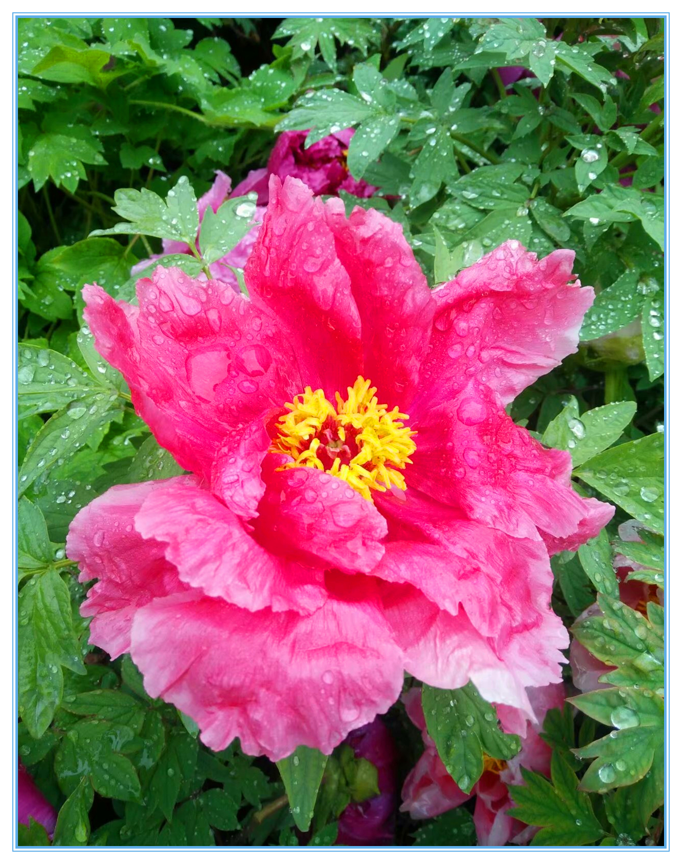 赞牡丹花古诗词,国色天香牡丹展古诗