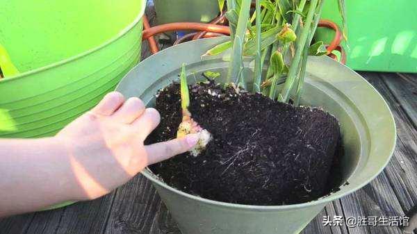 生姜发芽后要盖土吗,生姜埋土里一般多少天会发芽