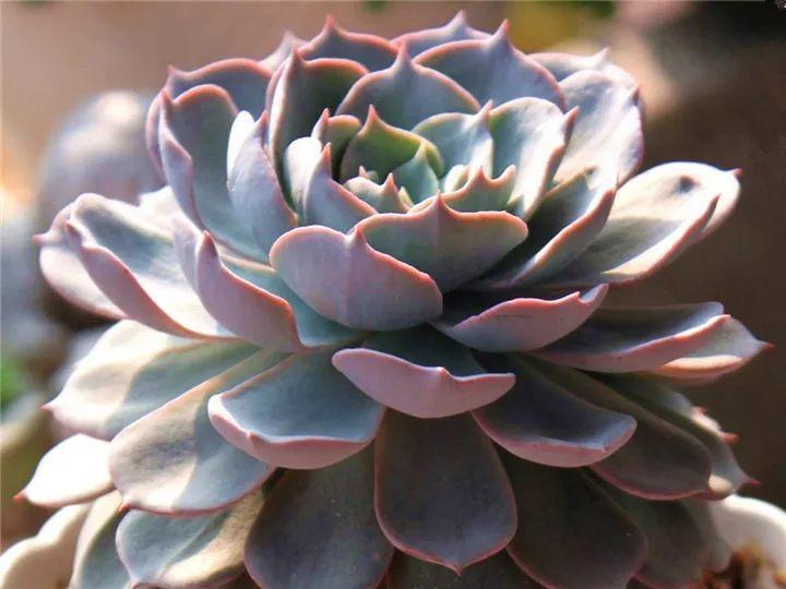 什么多肉夏天也可以继续生长,教你十大多肉养护技巧