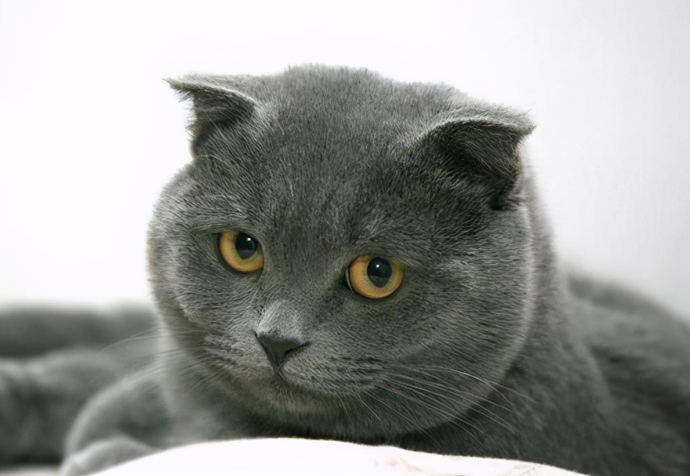 养猫选蓝白还是蓝猫,养猫养英短还是美短好