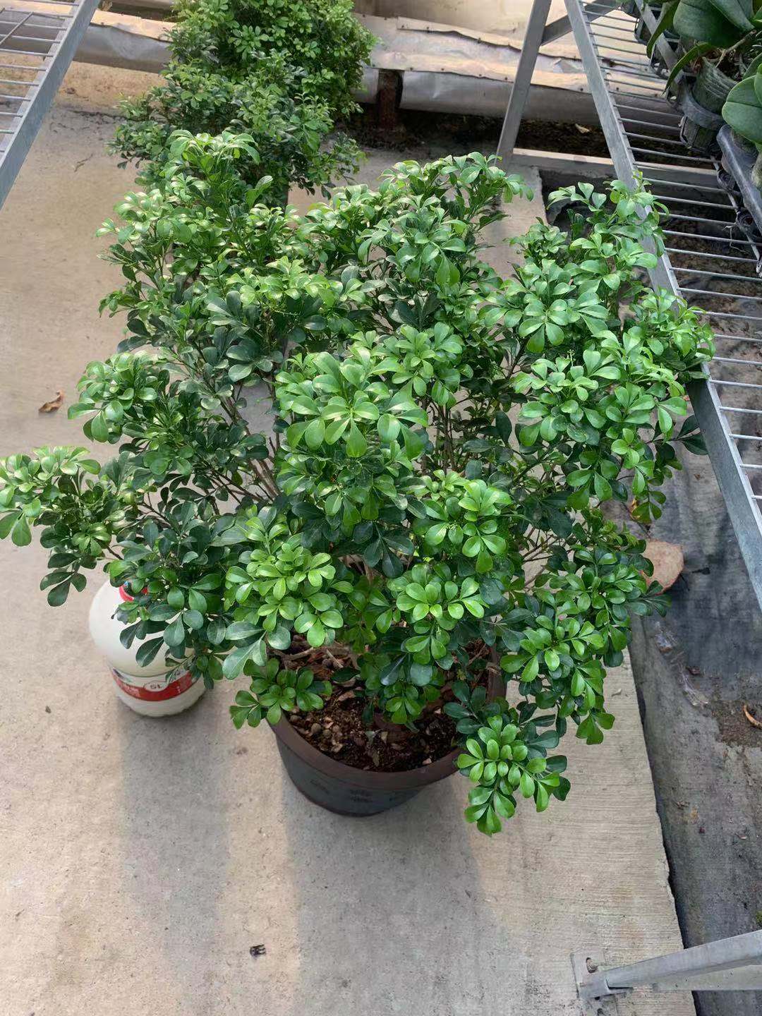 米兰花根部胶泥该不该去除,米兰花土里有虫子怎么办