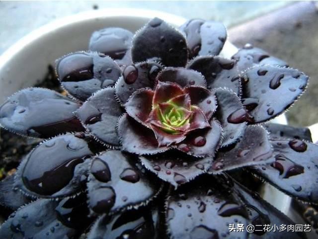 365种·常见花卉图谱，观果和多肉植物收藏篇