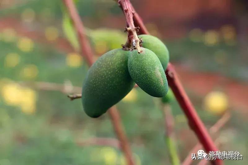 弥勒千亩西瓜熟了！黄心瓜、红心瓜、小香瓜…你喜欢哪种？