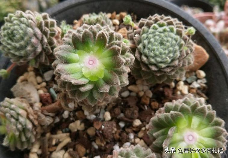 观音莲等长生草多肉开花会死，施肥也没有用，只能这样处理才行