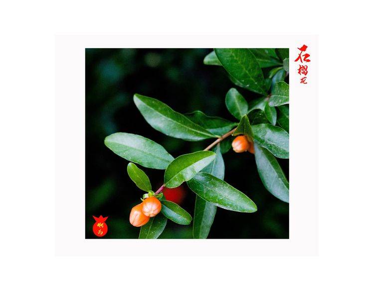 石榴花古诗词唯美,石榴花古诗词