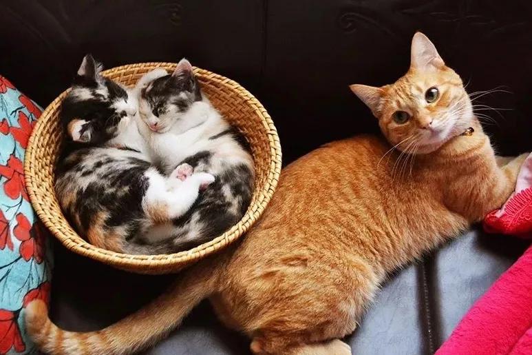 猫真的会把你当妈妈,猫把你当成妈妈是啥样子的