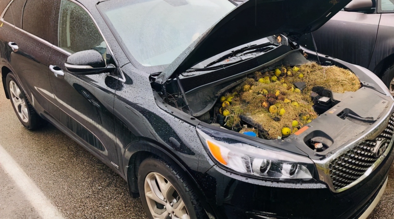 松鼠过冬的食物被偷走了怎么办？它真的会选择自杀吗？