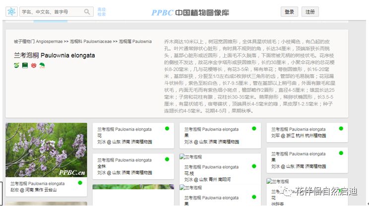 植物检索网站官网,植物检索表100种