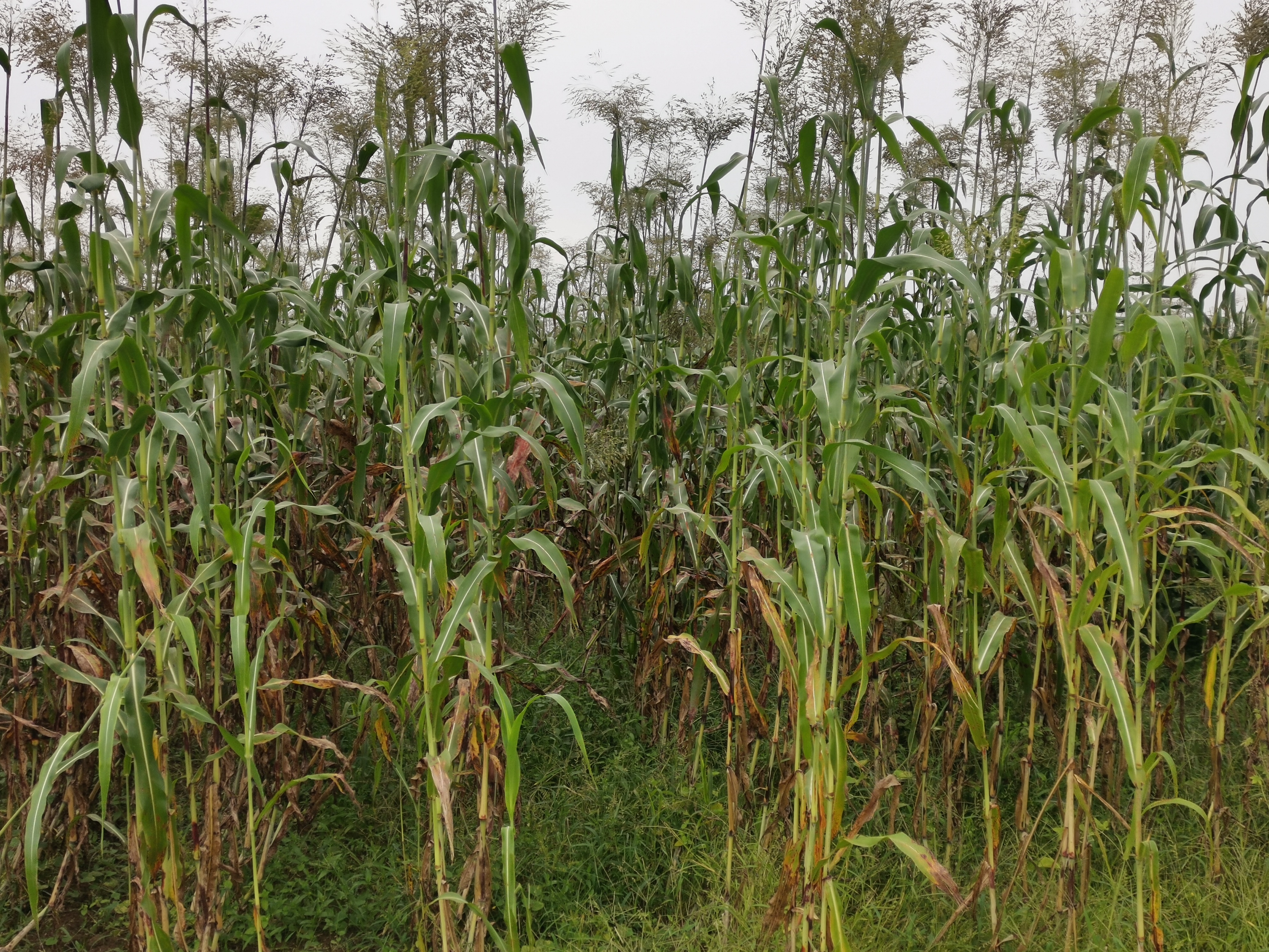 高效生态农业规模化,高效生态农业项目简介