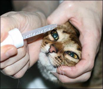 猫咪的眼炎怎么滴药,猫咪的眼部疾病有哪些