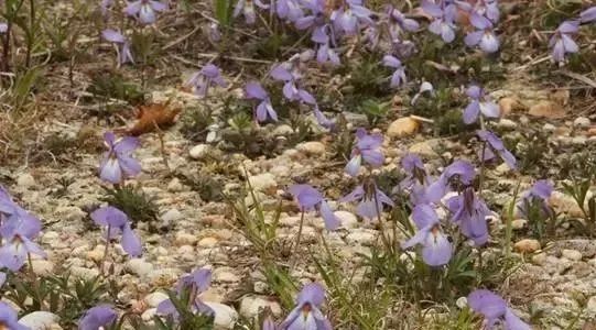 岩石花园景区,岩石园常用花卉